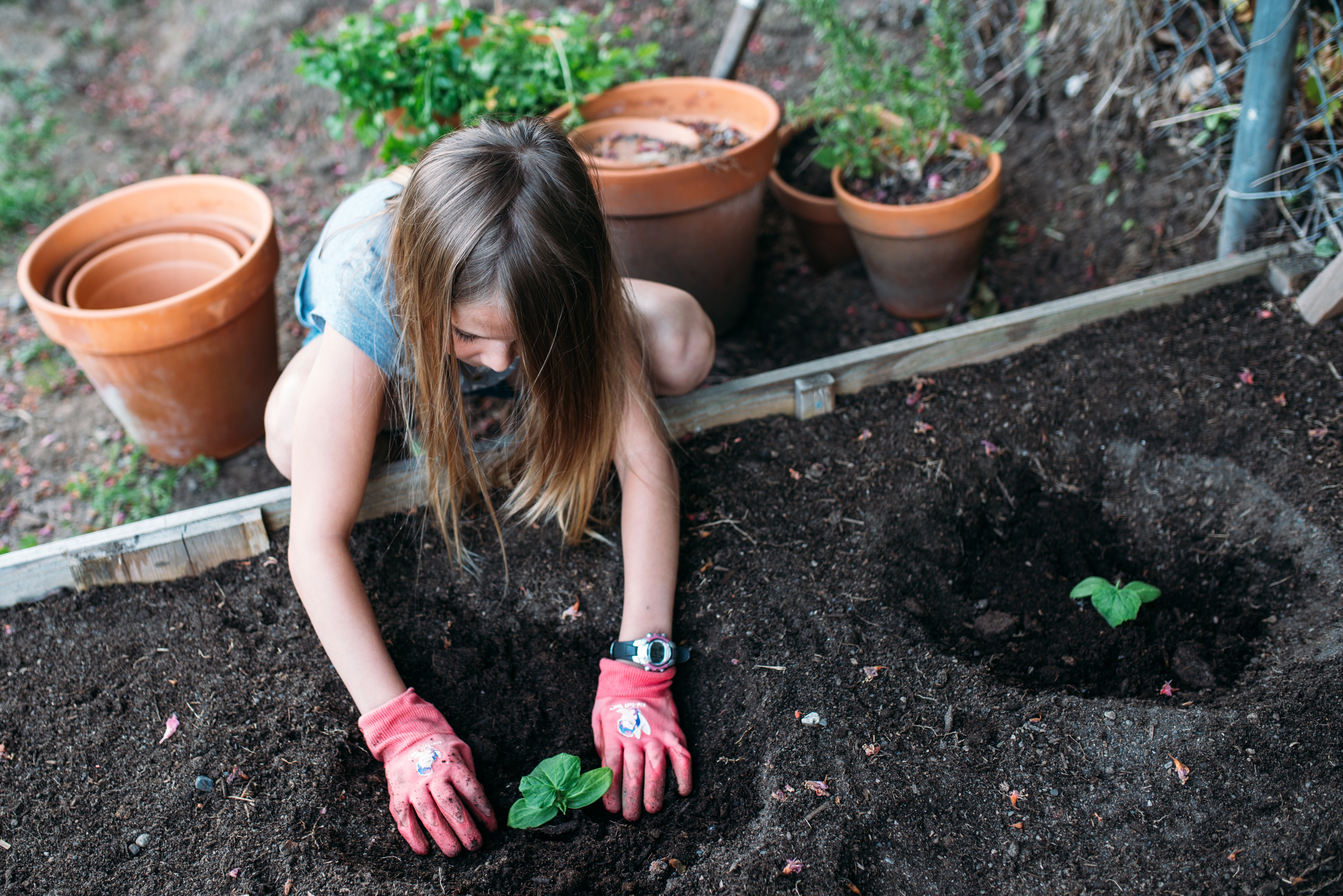 K12 stockphoto young girl planting vegetables